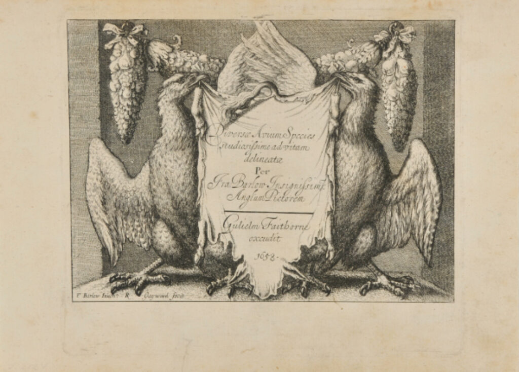 Diversae avium species per Fra Barlow - Image 2