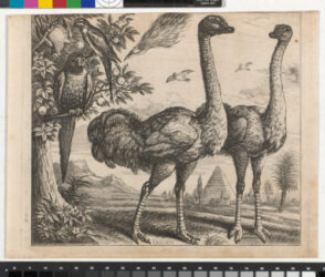 The Ostriches