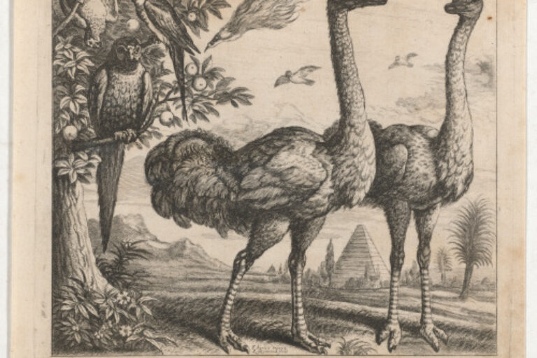 THE OSTRICHES