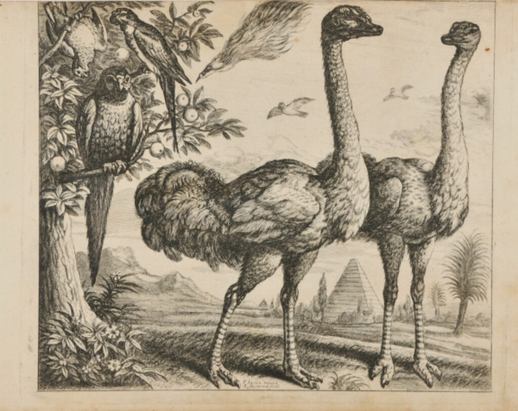 The Ostriches - Image 2