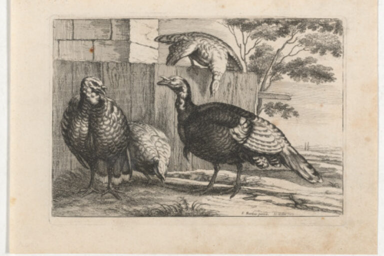 FOUR TURKEYS