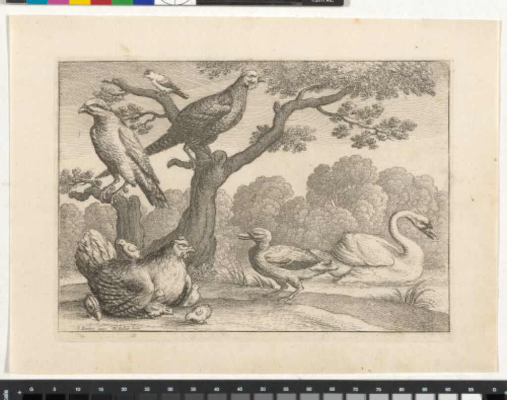 A Brooding Hen and Other Birds