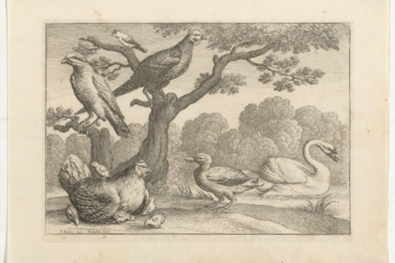 A BROODING HEN AND OTHER BIRDS