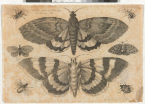 Two Moths and Six Insects