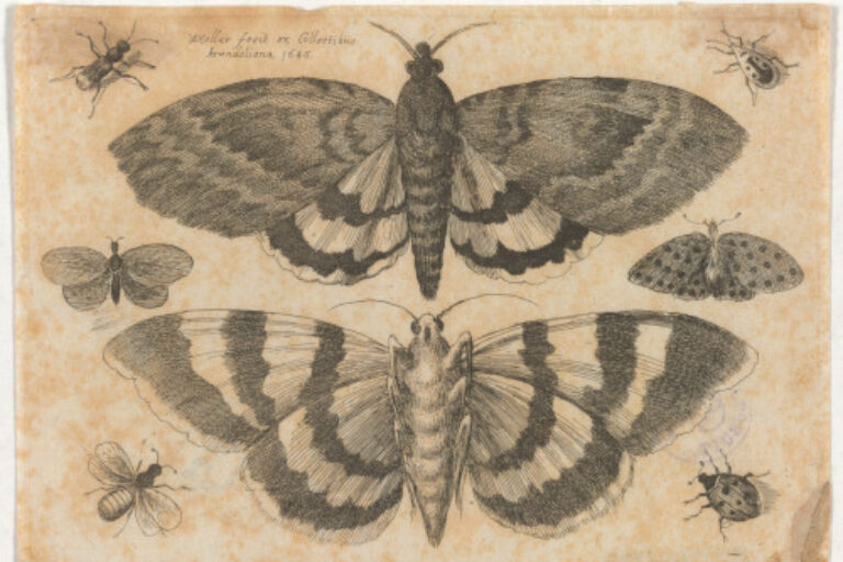 TWO MOTHS AND SIX INSECTS
