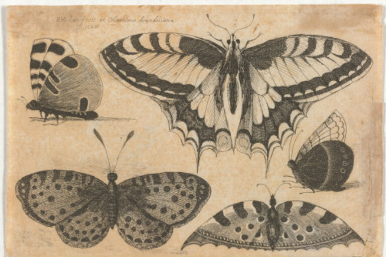 FIVE BUTTERFLIES