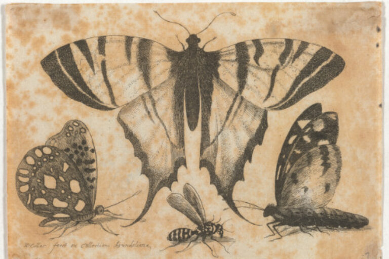 THREE BUTTERFLIES AND A WASP