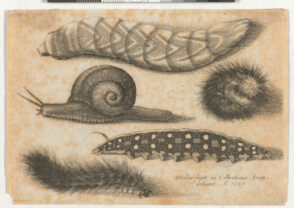 Four Caterpillars and a Snail