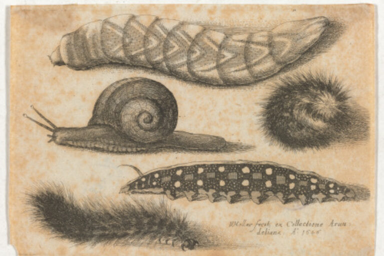 FOUR CATERPILLARS AND A SNAIL