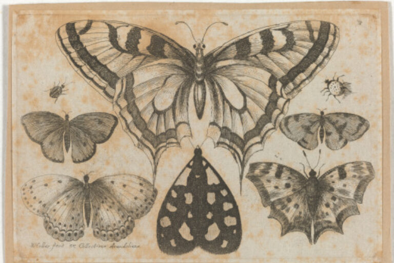 SIX BUTTERFLIES AND TWO SMALL INSECTS