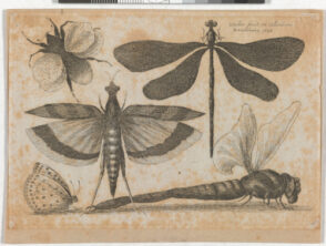 Dragonflies and a Bumble Bee