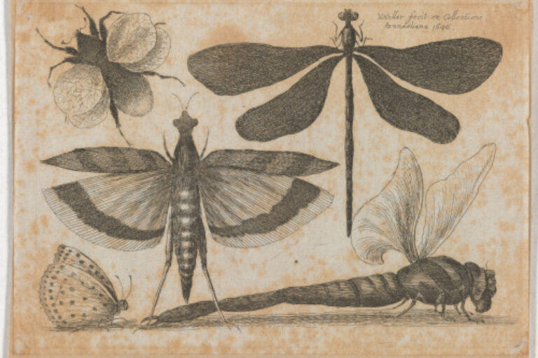 DRAGONFLIES AND A BUMBLE BEE