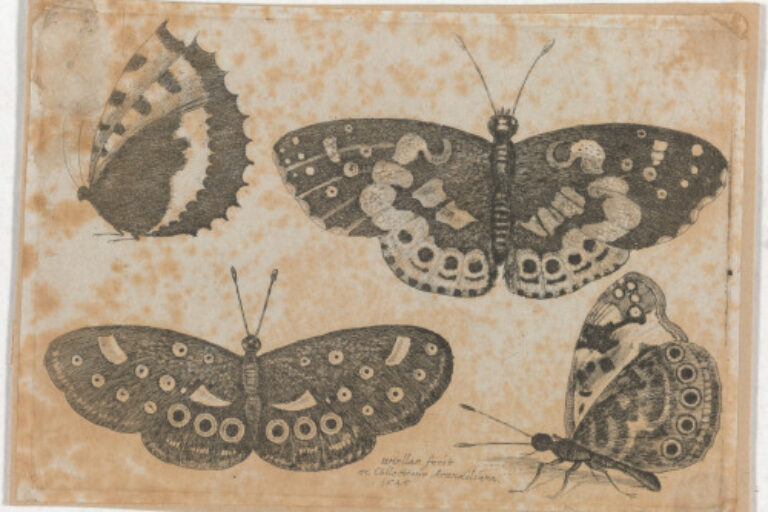 FOUR BUTTERFLIES