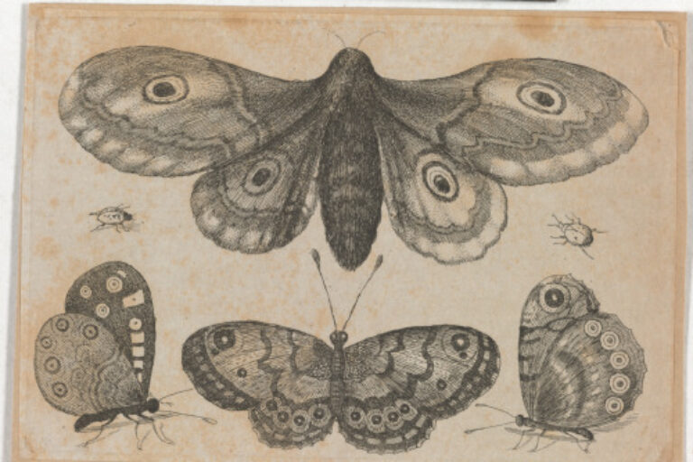 A MOTH, THREE BUTTERFLIES AND TWO BEETLES