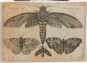 Moth and Three Butterflies