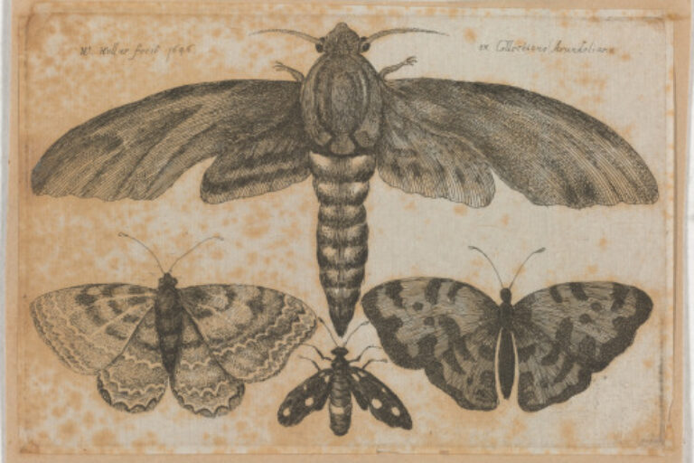 MOTH AND THREE BUTTERFLIES