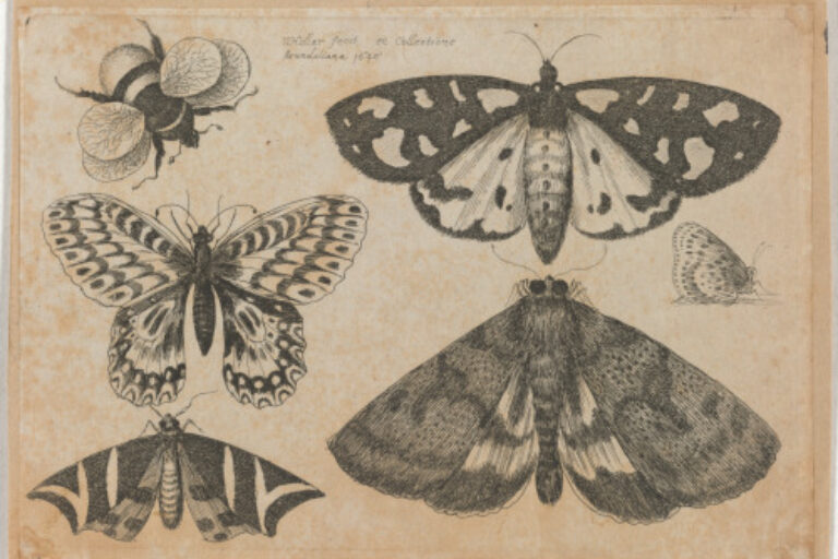 THREE MOTHS, TWO BUTTERFLIES AND A BUMBLE BEE