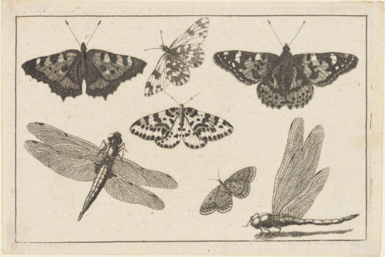 TWO DRAGONFLIES AND FIVE BUTTERFLIES