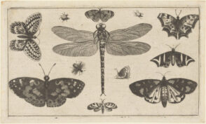 A Dragonfly, Ladybirds and Butterflies