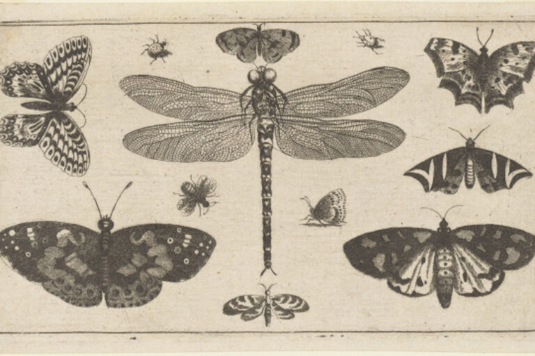 A DRAGONFLY, LADYBIRDS AND BUTTERFLIES