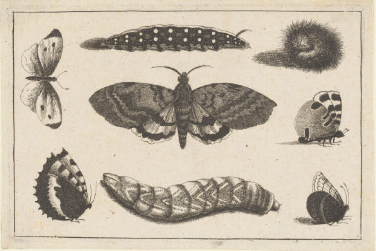 THREE CATERPILLARS, A MOTH AND FOUR BUTTERFLIES