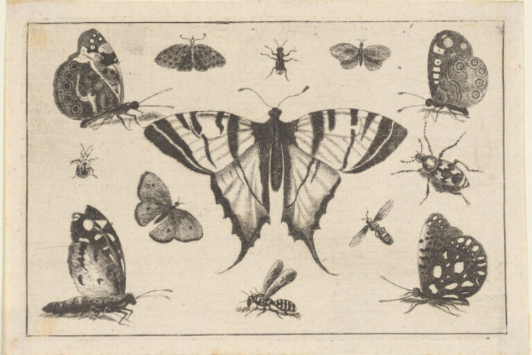 SWALLOW-TAILED BUTTERFLY AND TWELVE OTHER INSECTS