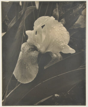 Iris