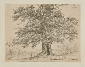 Large Oak Tree