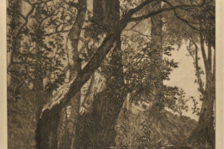 POND IN FOREST