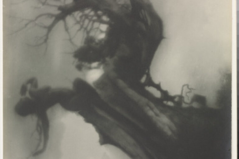 THE STORM TREE