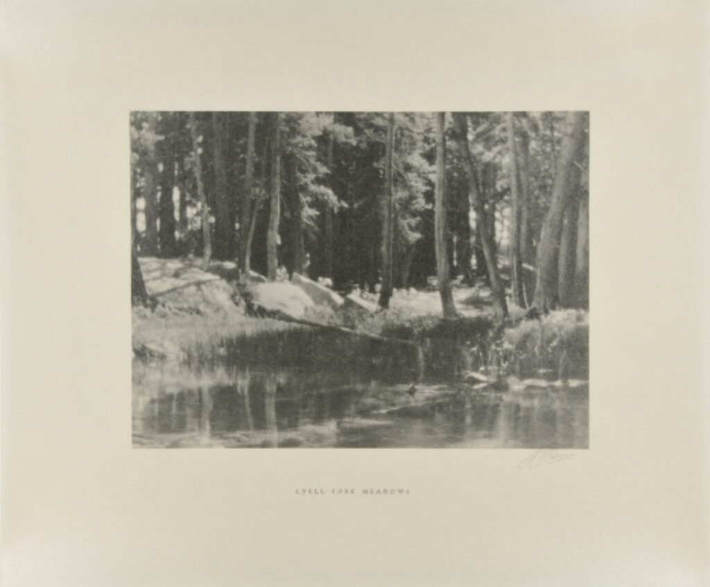 A Grove of Tamarack Pine Near Timber Line