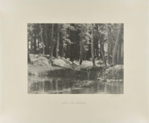 A Grove of Tamarack Pine Near Timber Line