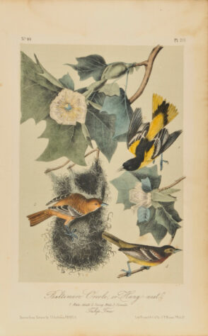 Baltimore Oriole, or Hang-Nest (No. 44, Pl. 217)