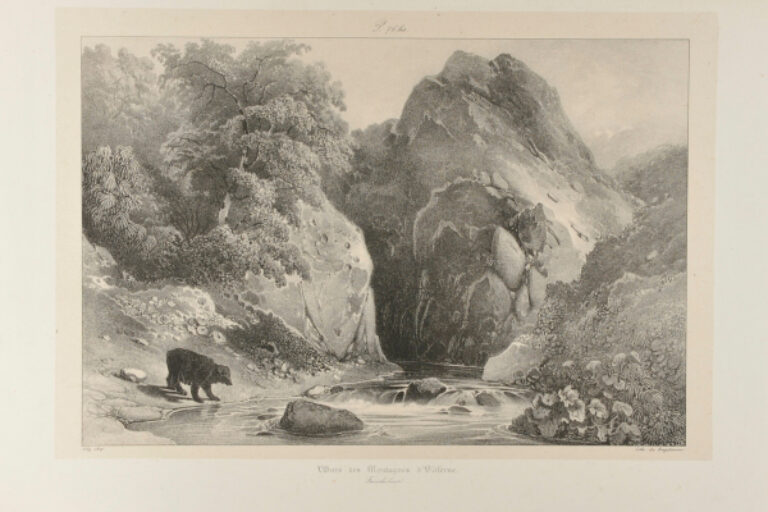 L'OURS DES MONTAGNES D'OLIFERNE