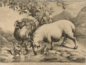 Two Rams