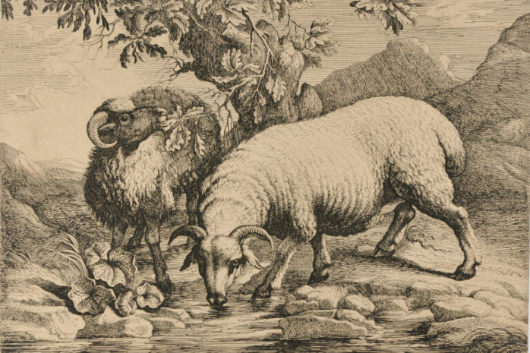 TWO RAMS
