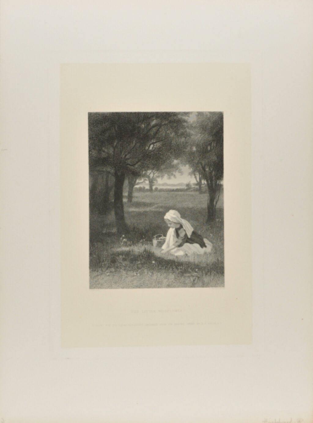 The Little Wildflower