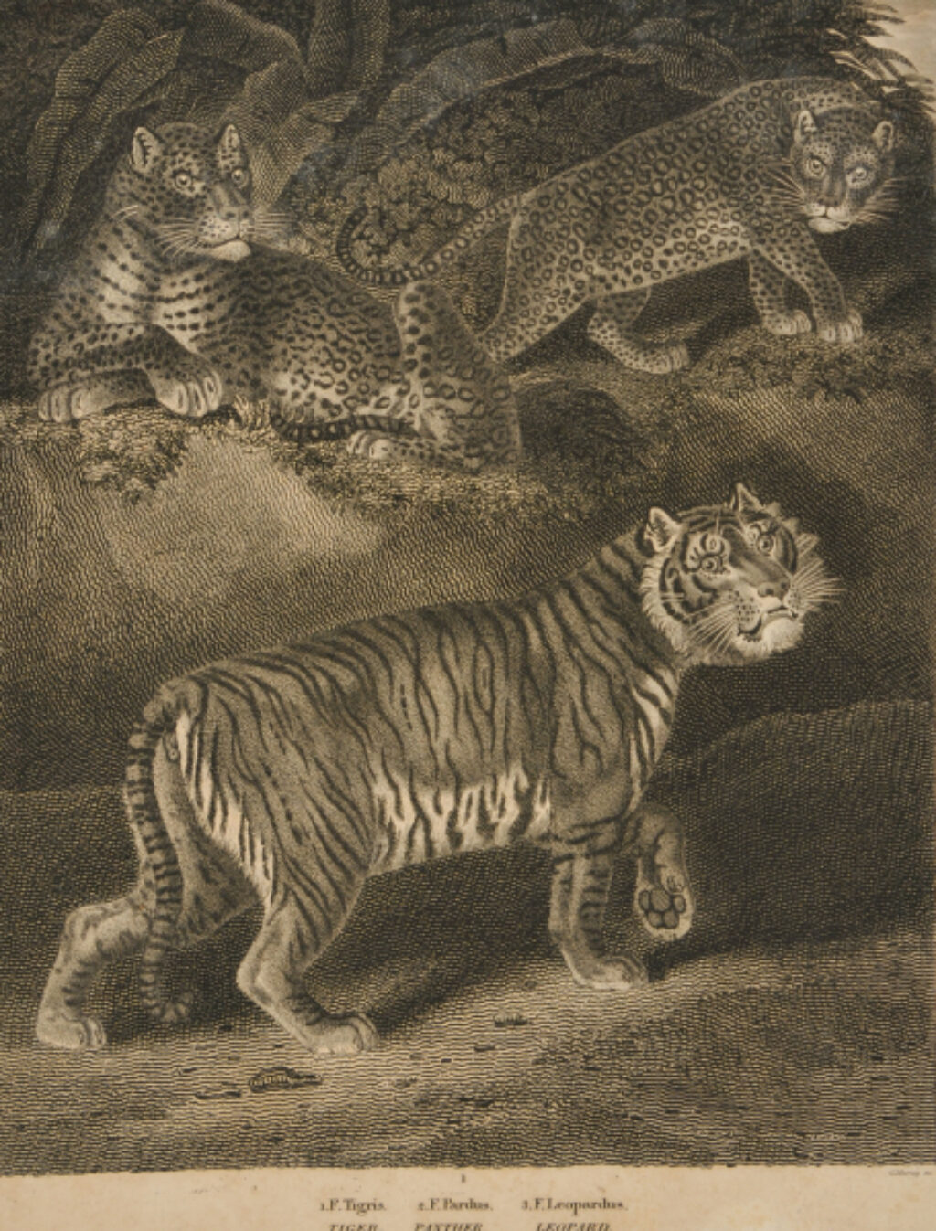 Tiger, Panther, Leopard