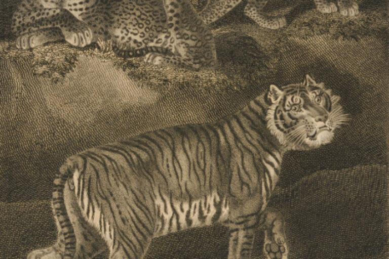 TIGER, PANTHER, LEOPARD