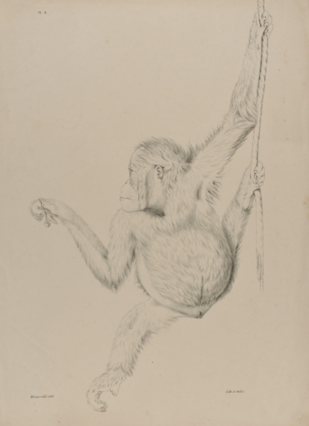 Orangutan Hanging from Vine