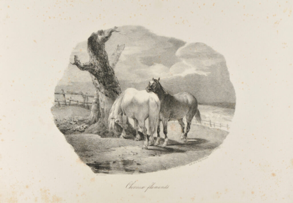 Chevaux flamands