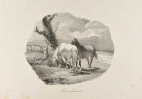 Chevaux flamands