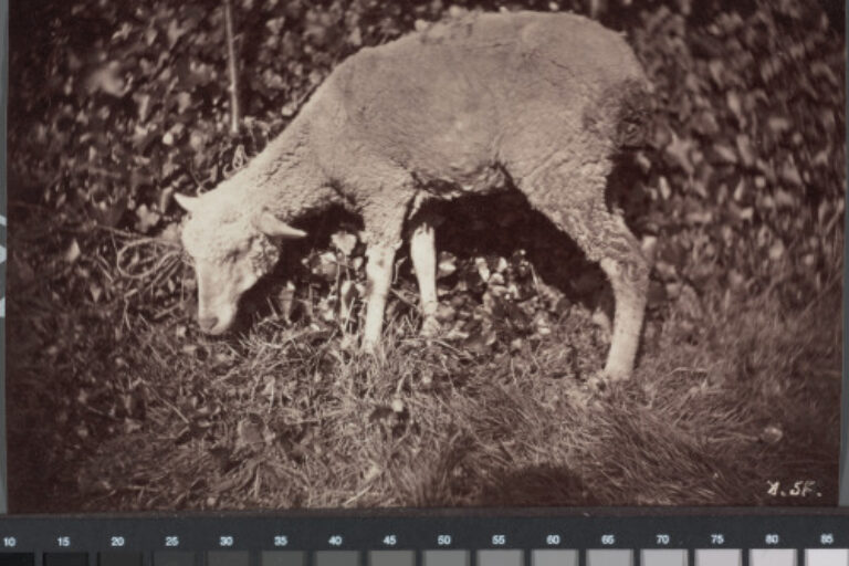 A SHEEP GRAZING