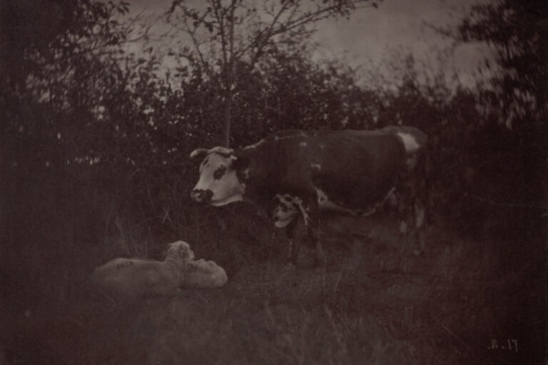 COW AND TWO SHEEP