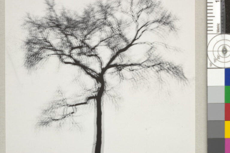 MULTIPLE EXPOSURE TREE, CHICAGO