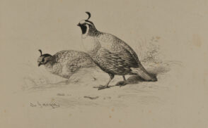 Perdrix de la Californie