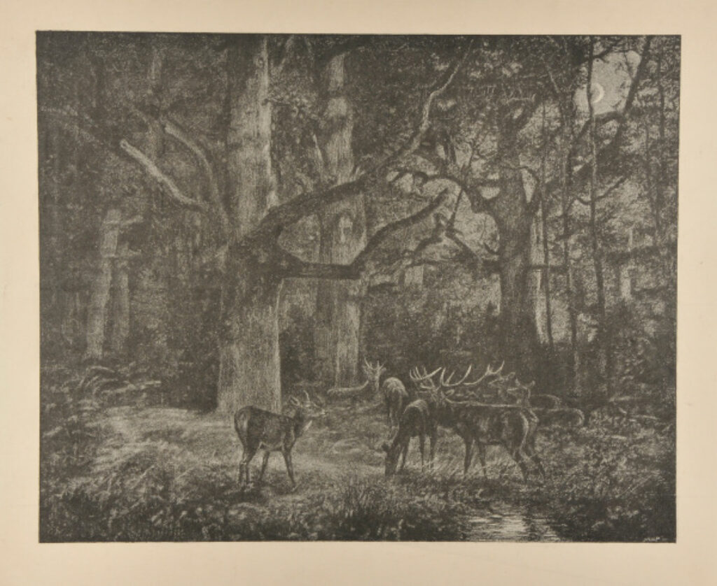 Deer in the Woods