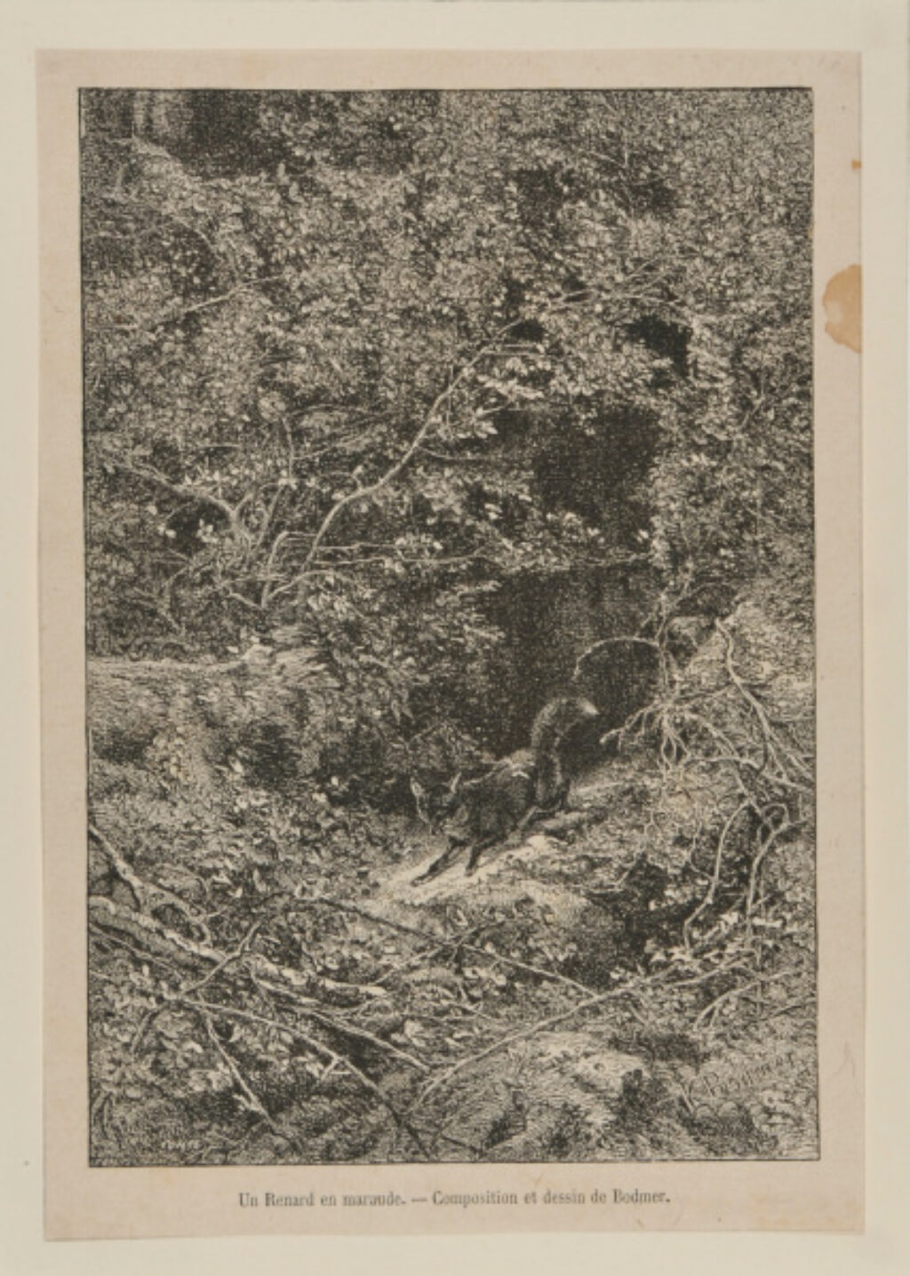 Un Renard en maraude