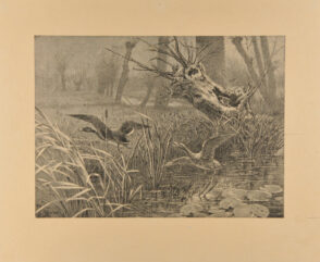 Flying Birds at Pond