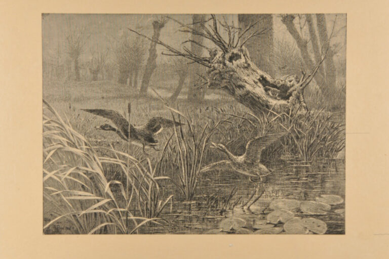 FLYING BIRDS AT POND